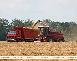 Массовая уборка озимого ячменя началась в Беларуси