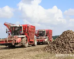 Старт «сладкого» сезона. Свеклоуборочные комбайны вышли на поля района
