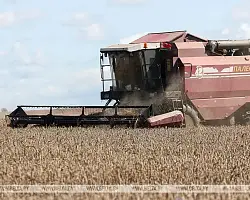 Белорусские аграрии намолотили 8,7 млн тонн зерна