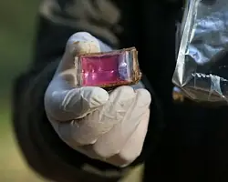 С 31 октября будет проводиться оральная иммунизация диких животных