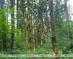 Запрет на посещение лесов продолжает действовать в 29 районах Беларуси