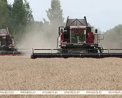 В Беларуси намолотили 8,8 млн тонн зерна 
