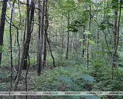Посещение лесов запрещено в двух районах Беларуси