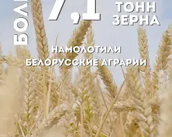 В Беларуси намолотили более 7 млн тонн зерна