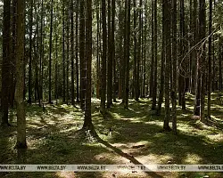 Ограничения на посещение лесов действуют в 13 районах Беларуси