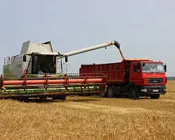 Уборочная на Берестовитчине в цифрах 