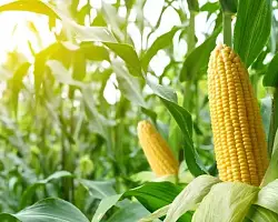 Сельскохозяйственная сводка: оперативные данные по уборке культур в Берестовицком регионе на 12 октября