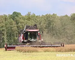 Более 4,6 млн тонн зерна с учетом рапса: ход жатвы в Беларуси