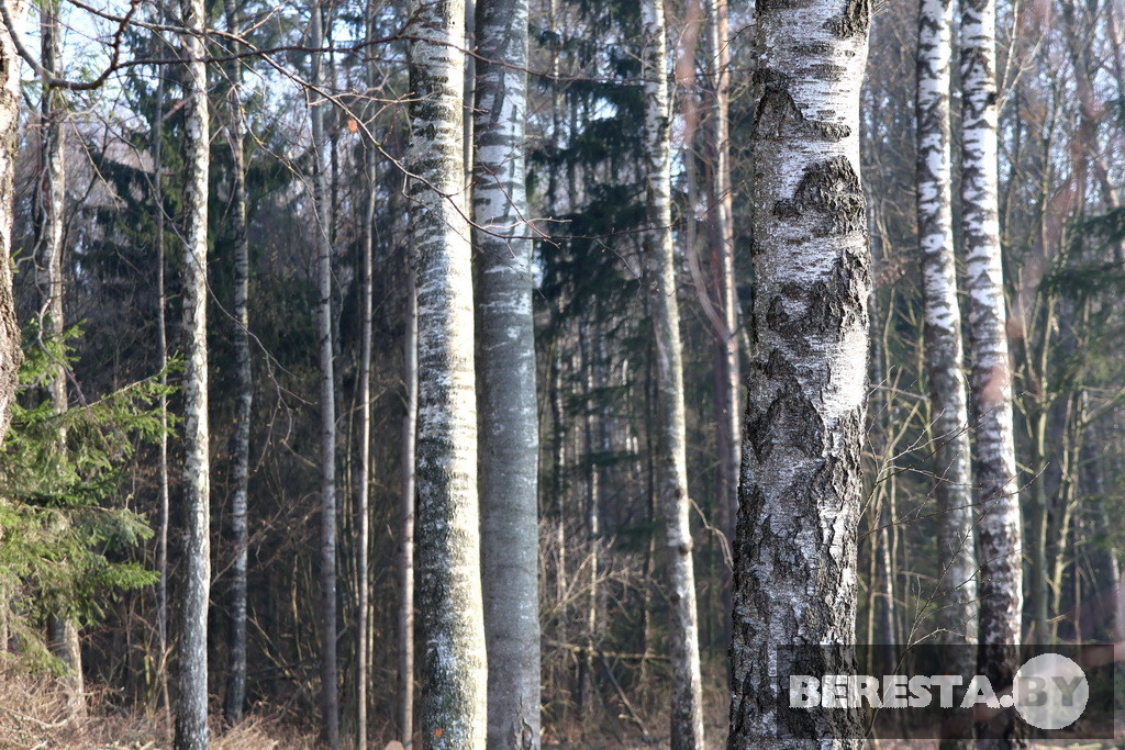 На Берестовитчине проходит акция «Лес! Дабро! Парадак!»
